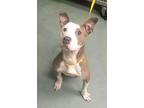 Jimmy, American Staffordshire Terrier For Adoption In Raleigh, North Carolina