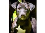 Mikey ~ Meet Me!, Labrador Retriever For Adoption In Jackson, Tennessee