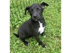 Endora, Jack Russell Terrier For Adoption In Jackson, Tennessee