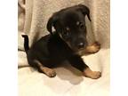 Mark, Manchester Terrier For Adoption In Jackson, Tennessee