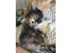 Katy, Domestic Longhair For Adoption In Fairfax, Virginia