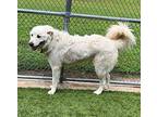 Odie Sat, Maremma Sheepdog For Adoption In Quinlan, Texas