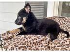 Dravan, Border Terrier For Adoption In San Antonio, Texas