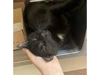 Chuck, Domestic Shorthair For Adoption In Santa Rosa, California