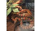 Samba, Snake For Adoption In Monterey, California