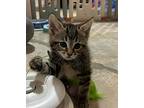 Leelo, Domestic Shorthair For Adoption In Kettering, Ohio