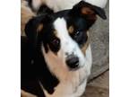Candy, Rat Terrier For Adoption In Inez, Kentucky