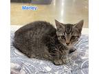 Marley, Domestic Shorthair For Adoption In San Dimas, California