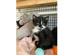 Kitten 25540 (roxy), Domestic Mediumhair For Adoption In Parlier, California