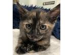 Stardust, Domestic Shorthair For Adoption In Milpitas, California