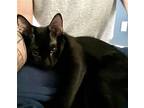 Aneka, Domestic Shorthair For Adoption In Spring Lake, New Jersey