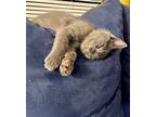 Prince Markus Baby, Russian Blue For Adoption In Oakland Park, Florida
