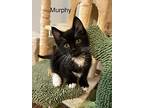 Murphy - Le/lj, Domestic Shorthair For Adoption In Burlington, Washington