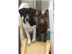 Chief (rehoming $300), Labrador Retriever For Adoption In Newark, Delaware