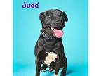 Judd, Labrador Retriever For Adoption In Bamberg, South Carolina