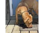 Princess, Labrador Retriever For Adoption In Bamberg, South Carolina