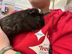 Bill, Guinea Pig For Adoption In Worcester, Massachusetts