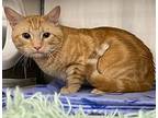 Naranjo (mcas), Domestic Shorthair For Adoption In Troutdale, Oregon