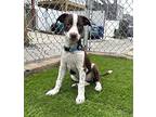 Velvet, Terrier (unknown Type, Medium) For Adoption In Rockville, Maryland