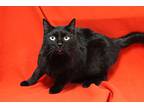 Boo Barry, Domestic Shorthair For Adoption In Fountain Hills, Arizona