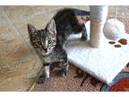 Felix The Cat, Domestic Shorthair For Adoption In Fountain Hills, Arizona