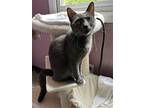 Esme, Russian Blue For Adoption In Knoxville, Tennessee
