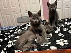 Henri, Russian Blue For Adoption In Knoxville, Tennessee