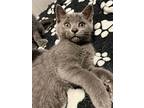 Jolie, Russian Blue For Adoption In Knoxville, Tennessee