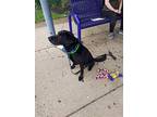 Zoey, Labrador Retriever For Adoption In Warrington, Pennsylvania