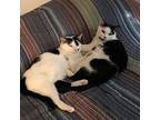 Prince And Pirate: Courtesy Post, Domestic Shorthair For Adoption In New York