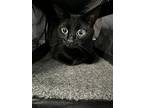 Sriracha, Domestic Shorthair For Adoption In Dearborn, Michigan