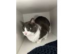 Cubby, Domestic Shorthair For Adoption In Dearborn, Michigan