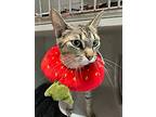 Rosie The Riveter, Domestic Shorthair For Adoption In Dearborn, Michigan