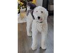 Laka, Old English Sheepdog For Adoption In Chaska, Minnesota