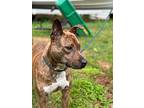 Dawson, American Staffordshire Terrier For Adoption In Taylors, South Carolina