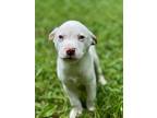 Scottie, Jack Russell Terrier For Adoption In Taylors, South Carolina