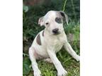 Kylie, Terrier (unknown Type, Small) For Adoption In Taylors, South Carolina
