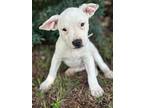 Killian, Terrier (unknown Type, Small) For Adoption In Taylors, South Carolina