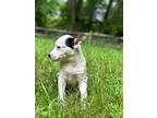 Spot, Jack Russell Terrier For Adoption In Taylors, South Carolina