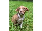 Scotch, Jack Russell Terrier For Adoption In Taylors, South Carolina