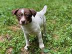 Sergio, Jack Russell Terrier For Adoption In Taylors, South Carolina