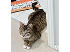 Lily - Young And Available!, Domestic Shorthair For Adoption In Hillsboro