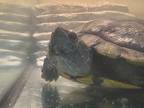 Ray, Turtle - Water For Adoption In Oceanside, California