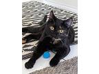 Lucy, Domestic Shorthair For Adoption In San Francisco, California