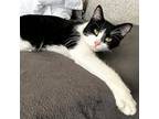 Serena, Domestic Shorthair For Adoption In Mississauga, Ontario, Ontario