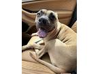 Tara, American Staffordshire Terrier For Adoption In Baltimore, Maryland