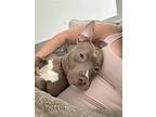 Lily, American Pit Bull Terrier For Adoption In Baltimore, Maryland