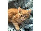 Martin, Maine Coon For Adoption In West Bloomfield, Michigan