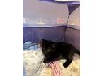 Jack, Domestic Shorthair For Adoption In Manorville, New York