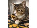 Buddy, Domestic Shorthair For Adoption In Stanhope, New Jersey